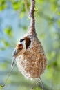 The Eurasian penduline tit or European penduline tit Remiz pendulinus builds a nest on a tree. Spring in the bird kingdom. Bird Royalty Free Stock Photo