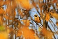 Eurasian penduline tit among the golden autumn leaves