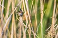 Eurasian Penduline Tit Remiz pendalinus