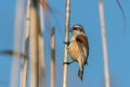 Eurasian penduline tit looking for food in the reed