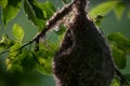 Eurasian penduline tit nest