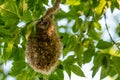 Eurasian penduline tit nest