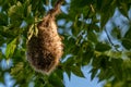 Eurasian penduline tit nest Royalty Free Stock Photo