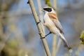 Eurasian penduline tit portrait Royalty Free Stock Photo