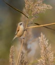 Eurasian Penduline Tit on reed Royalty Free Stock Photo