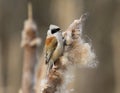 Eurasian Penduline Tit