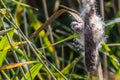 Eurasian Penduline Tit Remiz pendalinus