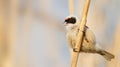 Eurasian penduline tit, remiz pendulinus. A bird singing on a reed stalk
