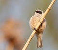 Eurasian penduline tit, remiz pendulinus. A bird sits on a reed stalk against a beautiful background Royalty Free Stock Photo