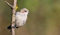 Eurasian penduline tit, Remiz pendulinus. A bird sitting on a branch on a beautiful green background Royalty Free Stock Photo