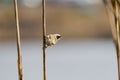 Eurasian Penduline Tit Remiz pendulinus Royalty Free Stock Photo