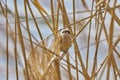 Eurasian Penduline Tit Remiz pendulinus Royalty Free Stock Photo