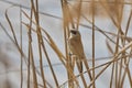 Eurasian Penduline Tit Remiz pendulinus Royalty Free Stock Photo