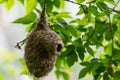 Eurasian penduline tit or Remiz pendulinus