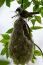 Eurasian penduline tit or Remiz pendulinus