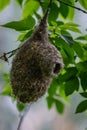 Eurasian penduline tit or Remiz pendulinus