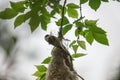 Eurasian penduline tit or Remiz pendulinus