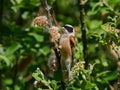 Eurasian penduline tit Remiz pendulinus Royalty Free Stock Photo