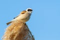 Eurasian penduline tit, remiz pendulinus. The male bird sings while sitting on top of a reed Royalty Free Stock Photo