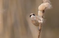 Eurasian Penduline Tit - Remiz pendulinus