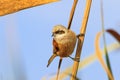 Eurasian penduline tit is sitting in a reed Royalty Free Stock Photo