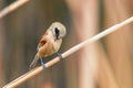 Eurasian Penduline Tit Sitting on Reed  Remiz pendulinus Royalty Free Stock Photo