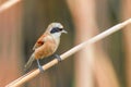 Eurasian Penduline Tit Sitting on Reed  Remiz pendulinus Royalty Free Stock Photo