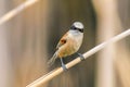 Eurasian Penduline Tit Sitting on Reed  Remiz pendulinus Royalty Free Stock Photo