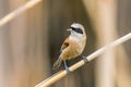 Eurasian Penduline Tit Sitting on Reed  Remiz pendulinus Royalty Free Stock Photo