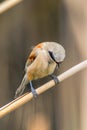 Eurasian Penduline Tit Sitting on Reed  Remiz pendulinus Royalty Free Stock Photo