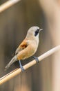 Eurasian Penduline Tit Sitting on Reed  Remiz pendulinus Royalty Free Stock Photo