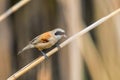 Eurasian Penduline Tit Sitting on Reed  Remiz pendulinus Royalty Free Stock Photo