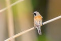 Eurasian Penduline Tit Sitting on Reed  Remiz pendulinus Royalty Free Stock Photo