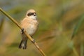 Eurasian Penduline-Tit & x28;Remiz pendulinus& x29; perched on a stalk of reed