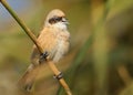 Eurasian Penduline-Tit & x28;Remiz pendulinus& x29; perched on a stalk of the reed