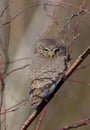 Eurasian Pigmy Owl in a fir grove