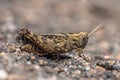 Eurasian Pincer Grasshopper