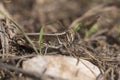 Eurasian Pincer Grasshopper on the ground