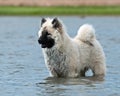 Eurasian puppy  playing in the sea Royalty Free Stock Photo