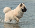 Eurasian puppy  playing in the sea Royalty Free Stock Photo