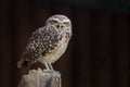 Eurasian Pygmy-owl Royalty Free Stock Photo