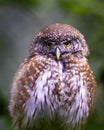 Eurasian Pygmy Owl Royalty Free Stock Photo