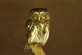 Eurasian pygmy owl Glaucidium passerinum