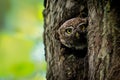 Eurasian Pygmy-Owl Glaucidium passerinum looking from the nest hole in the forest. Small european owl looking from the nesting