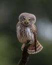 Eurasian Pygmy Owl - Glaucidium passerinum - male