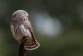 Eurasian Pygmy Owl - Glaucidium passerinum - male