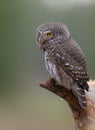 Eurasian Pygmy Owl - Glaucidium passerinum - male