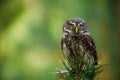 Eurasian pygmy owl, Glaucidium passerinum, perched on top of pine. The smallest owl in Europe. Beautiful bird of prey. Royalty Free Stock Photo