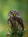 Eurasian pygmy owl, Glaucidium passerinum, perched on top of pine. The smallest owl in Europe. Beautiful bird of prey.