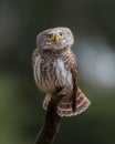 Eurasian Pygmy Owl - Glaucidium passerinum